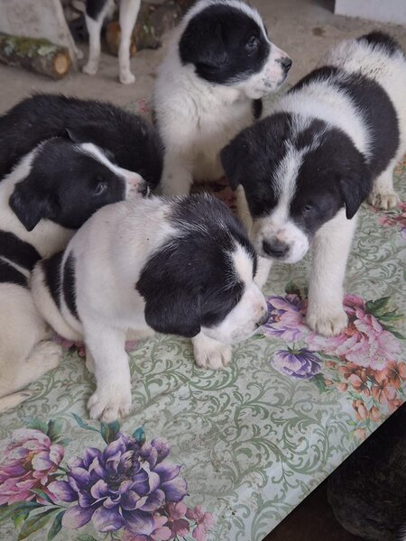 Catei Asia Centrala - exemplare superbe, disponibili imediat