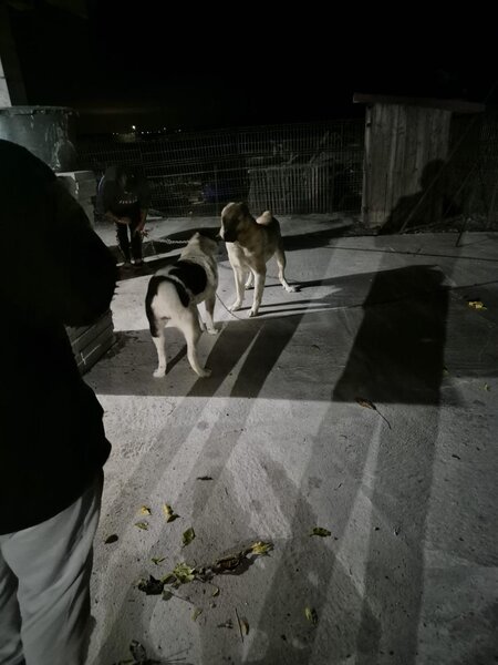 Catei Asia Centrala - exemplare superbe, disponibili imediat