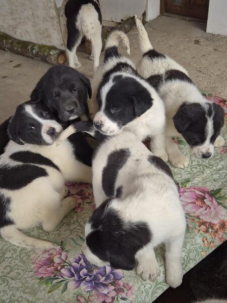 Catei Asia Centrala - exemplare superbe, disponibili imediat