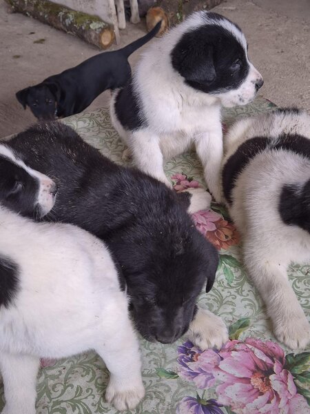 Catei Asia Centrala - exemplare superbe, disponibili imediat