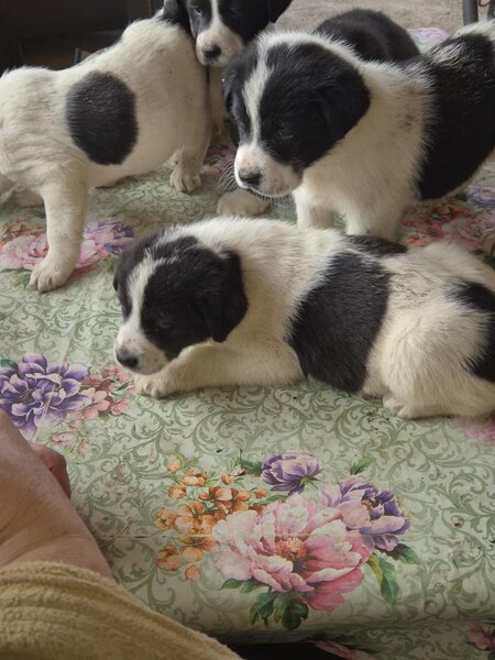 Catei Asia Centrala - exemplare superbe, disponibili imediat