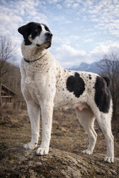 Catei Asia Centrala - exemplare superbe, disponibili imediat