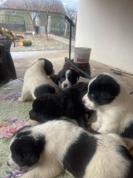 Catei Asia Centrala - exemplare superbe, disponibili imediat