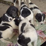 Catei Asia Centrala - exemplare superbe, disponibili imediat